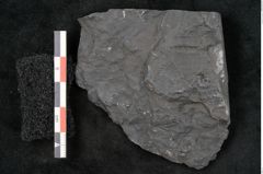 Foto (Detailansicht) von Callipteris sp.  (NHMW-GEO-2024-0188-10925)